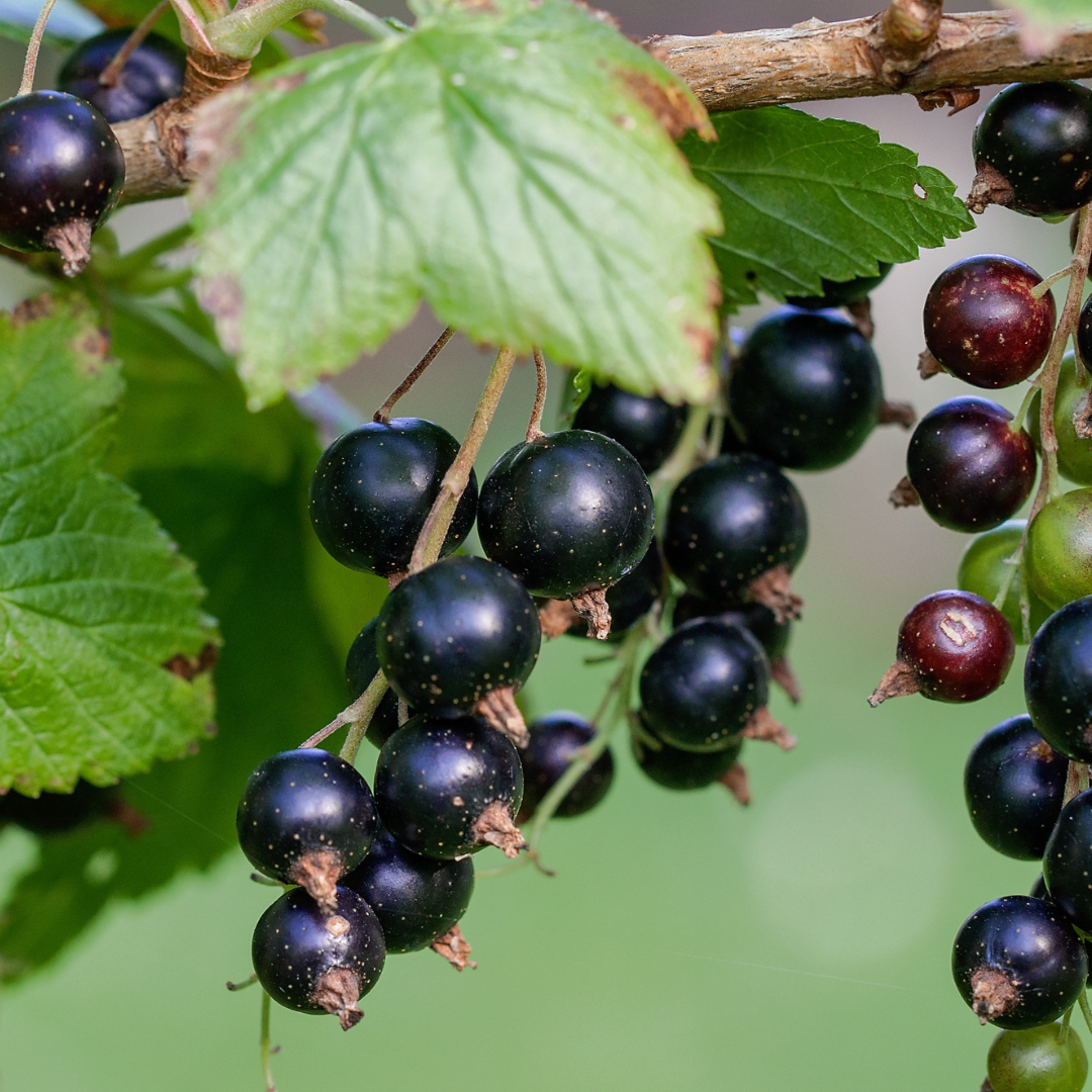 Black Currant Seed Oil rich in essential fatty acids to repair the skin barrier and ease inflammation in acne-prone skin. Tall Dahlia Skincare