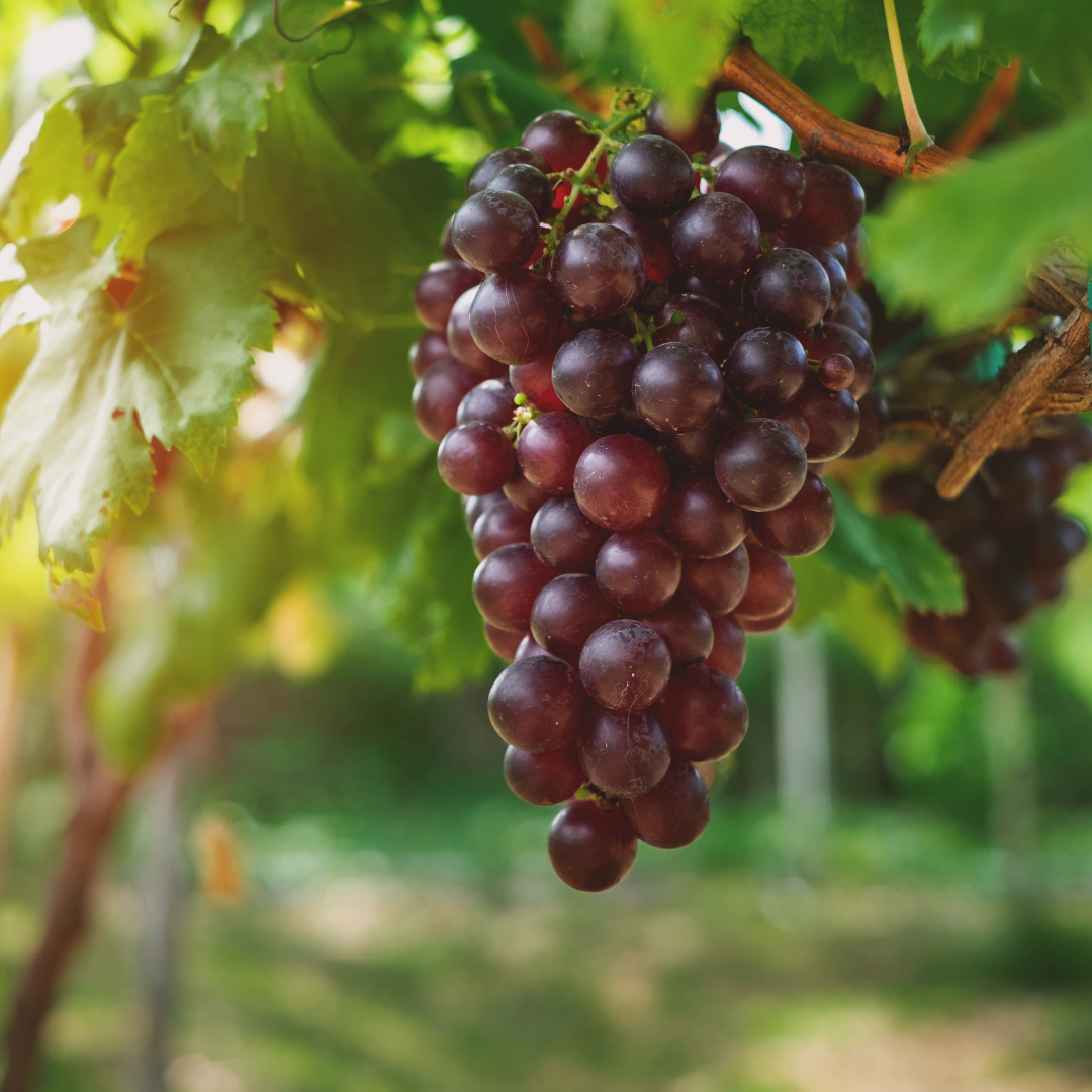 Lightweight grapeseed oil ideal for acne-prone skin, helping to balance sebum and calm sensitivity without clogging pores