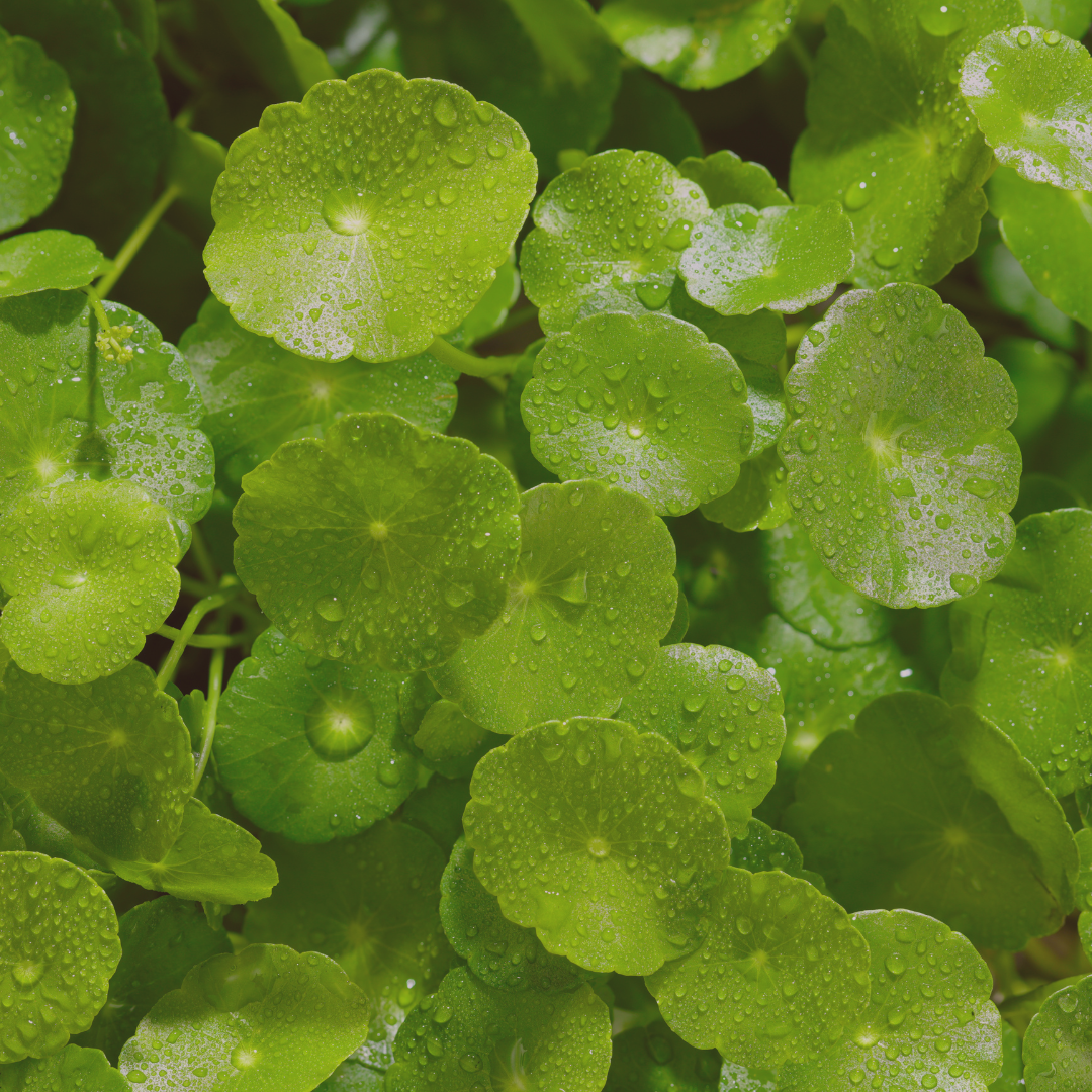 Herbal skincare ingredient Gotu Kola, traditionally used to support skin barrier and reduce redness. Formulated by Tall Dahlia Skincare