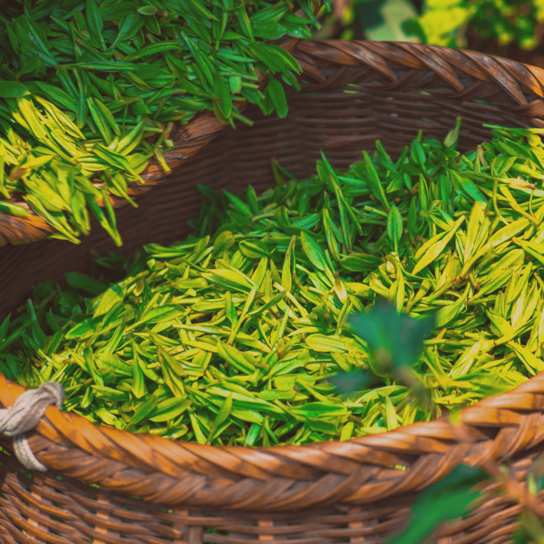 Green Tea extract in adult acne-prone skincare for soothing, antioxidant support and oil control. Tall Dahlia Skincare