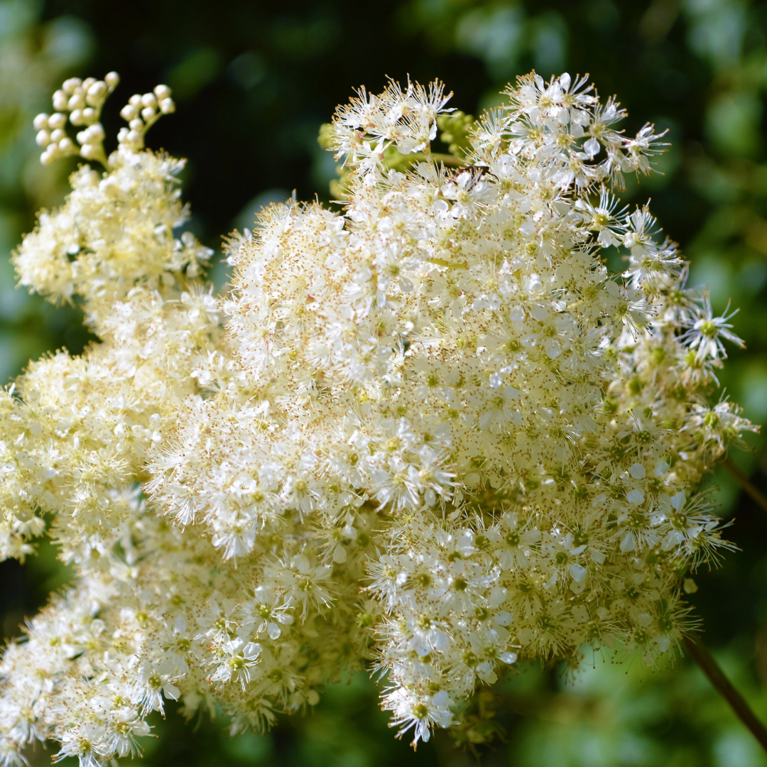 Meadowsweet used in natural, fragrance-free formulations to calm and clarify acne-prone, sensitive skin