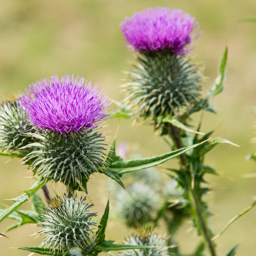 Plant-based skincare with Milk Thistle to support skin barrier health and reduce visible redness.