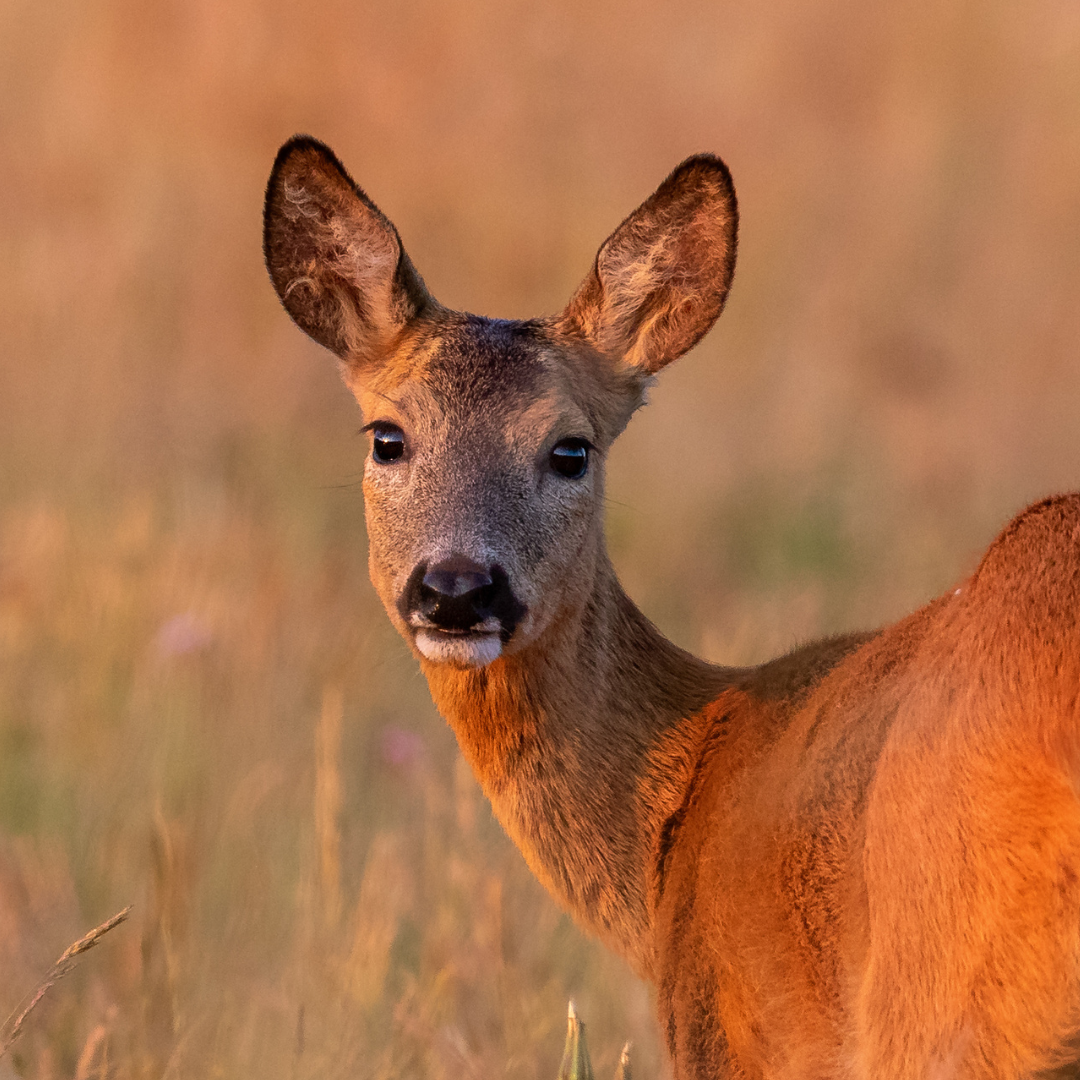A doe in nature, representing calm strength and healing—core values of acne-friendly, plant-based skincare