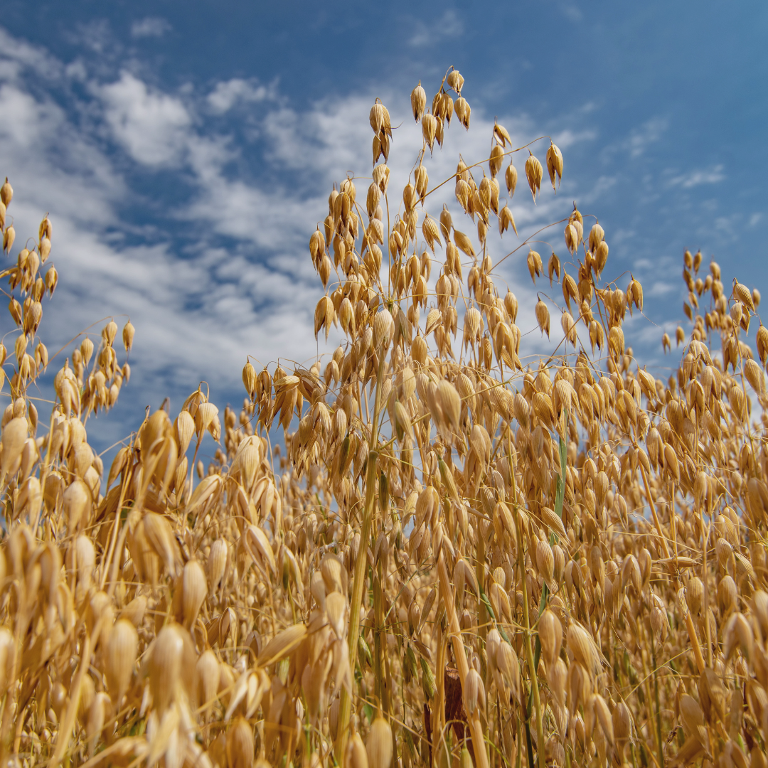 Oat lipids used in fragrance-free skincare to restore moisture and support the skin barrier for acne-prone, sensitive skin