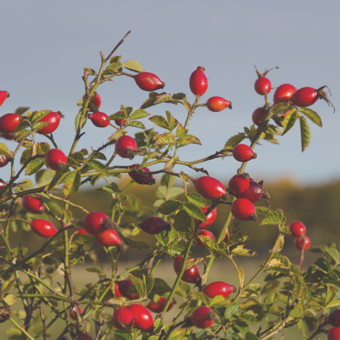 Natural rosehip seed extract with provitamin A, tocopherols & fatty acids. Smooths texture, fades blemish marks & nourishes sensitive acne-prone skin.