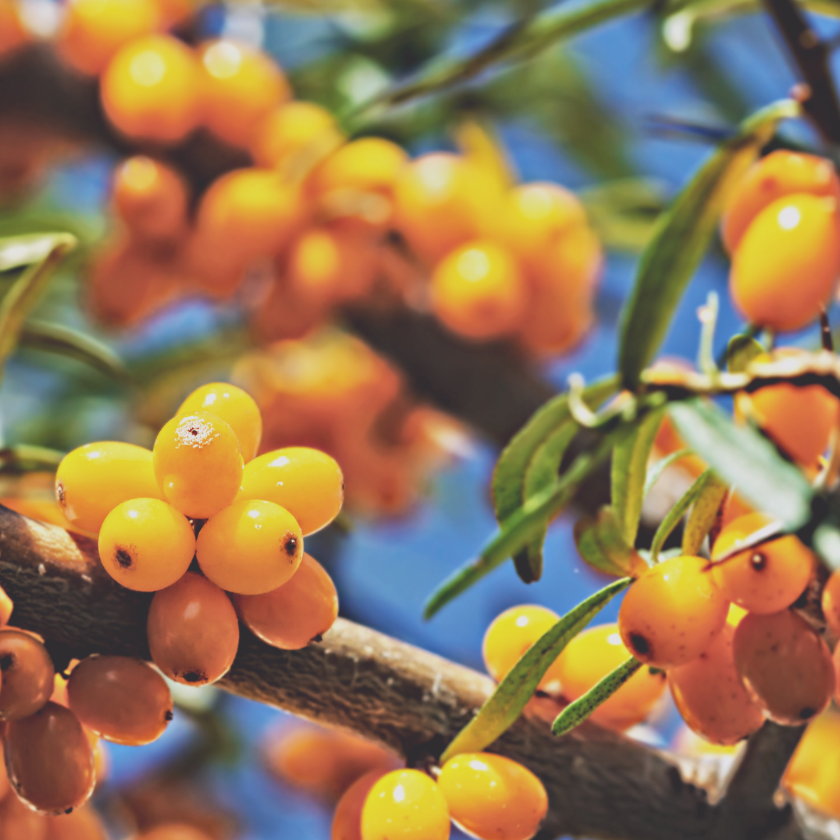 Plant-based sea buckthorn pulp oil rich in carotenoids, vitamin E & omega fatty acids. Calms breakouts, repairs skin barrier & supports acne-prone skin.
